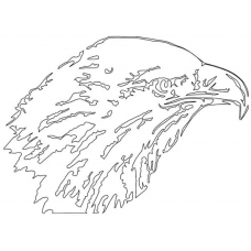 Bald Eagle 3