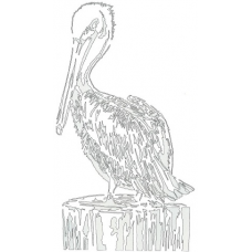 Pelican - Sunbathing