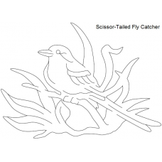 Scissor-Tailed Fly Catcher
