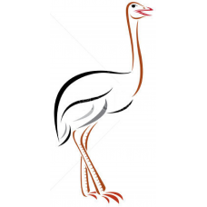 Struisvogel 2