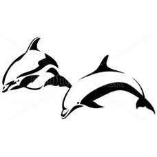 Twee dolfijnen 2