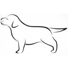 Labrador pup